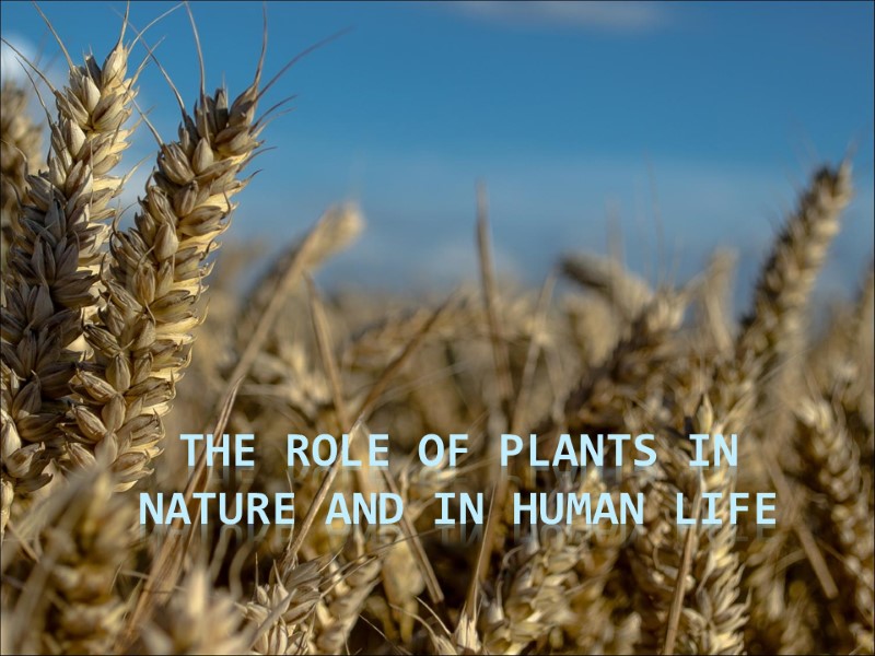 The role of plants in nature and in human life